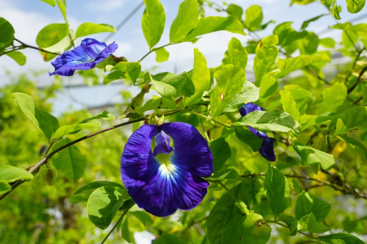 バタフライピーの花が咲いている様子