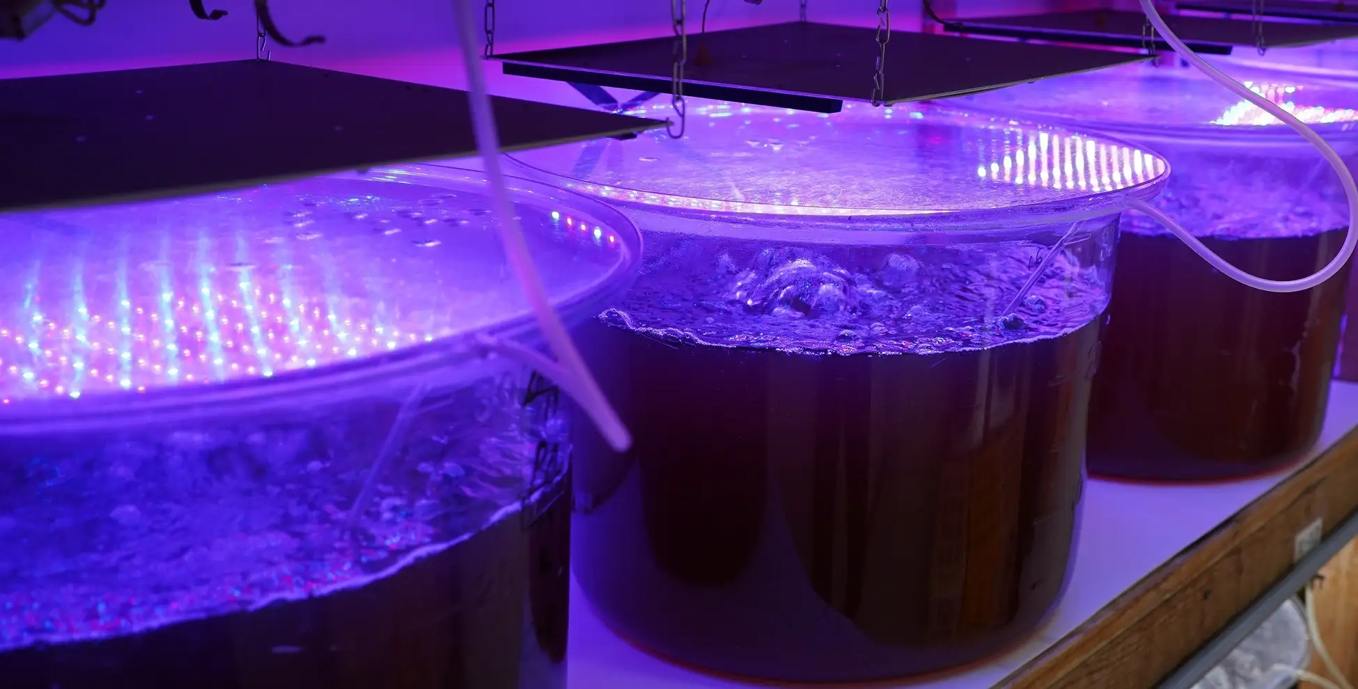 スペースシードホールディングスは「SPACE FOODSPHERE」プログラムに参画し、宇宙と地球上における発酵技術、医療技術、養殖技術の開発を推進します